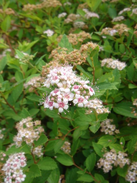 Spiraea japonica 'Alpina' fleur